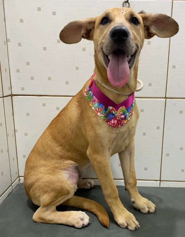 Cachorro raça SRD-ViraLata idade 2 a 6 meses nome Caju 