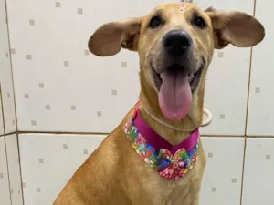 Cachorro raça SRD-ViraLata idade 2 a 6 meses nome Caju 