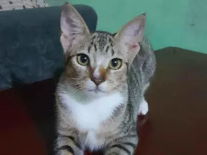 Gato raça SRD-ViraLata idade 7 a 11 meses nome Amendoa