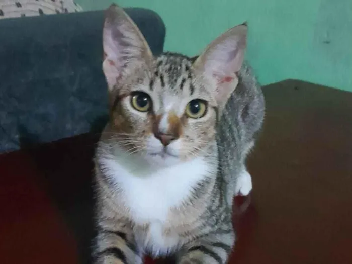 Gato raça SRD-ViraLata idade 7 a 11 meses nome Amendoa