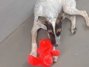 Cachorro raça SRD-ViraLata idade 7 a 11 meses nome Mateus Lemes Morales 