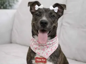 Cachorro raça SRD-ViraLata idade 7 a 11 meses nome Nina