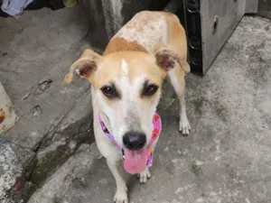 Cachorro raça SRD-ViraLata idade 1 ano nome Magrela 