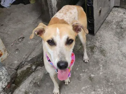 Cachorro raça SRD-ViraLata idade 1 ano nome Magrela 