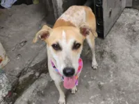 Cachorro raça SRD-ViraLata idade 1 ano nome Magrela 