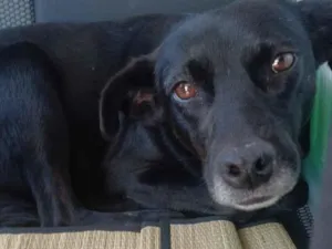 Cachorro raça SRD-ViraLata idade 4 anos nome AJUDE A ENCONTRAR MINHA FAMÍLIA 