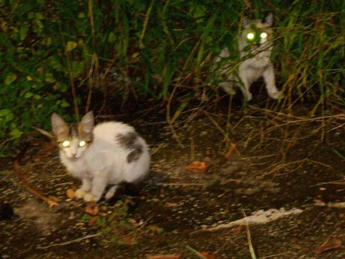 Gato raça SRD-ViraLata idade 2 a 6 meses nome Sem nomes