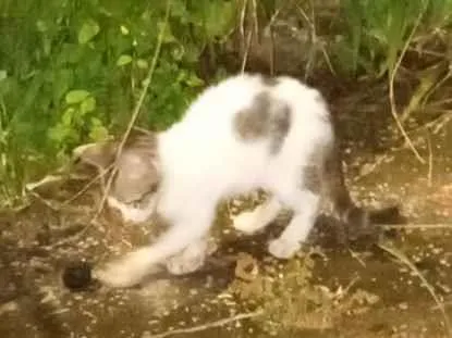 Gato raça SRD-ViraLata idade Abaixo de 2 meses nome Sem nomes