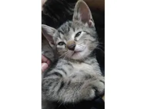 Gato raça SRD-ViraLata idade 2 a 6 meses nome Fofinho e Rajadinho