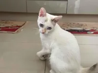 Gato raça SRD-ViraLata idade 7 a 11 meses nome Nina