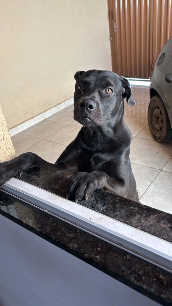 Cachorro raça Pit-Bull idade 7 a 11 meses nome Atlas