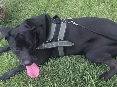 Cachorro raça Pit-Bull idade 7 a 11 meses nome Atlas