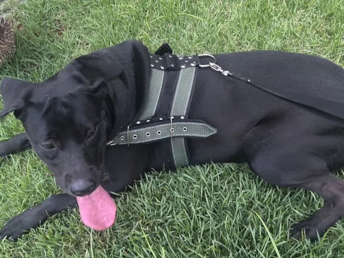 Cachorro raça Pit-Bull idade 7 a 11 meses nome Atlas