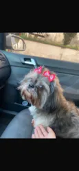 Cachorro raça Shitzu idade 6 ou mais anos nome Neguinha 