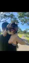 Cachorro raça Shitzu idade 6 ou mais anos nome Neguinha 