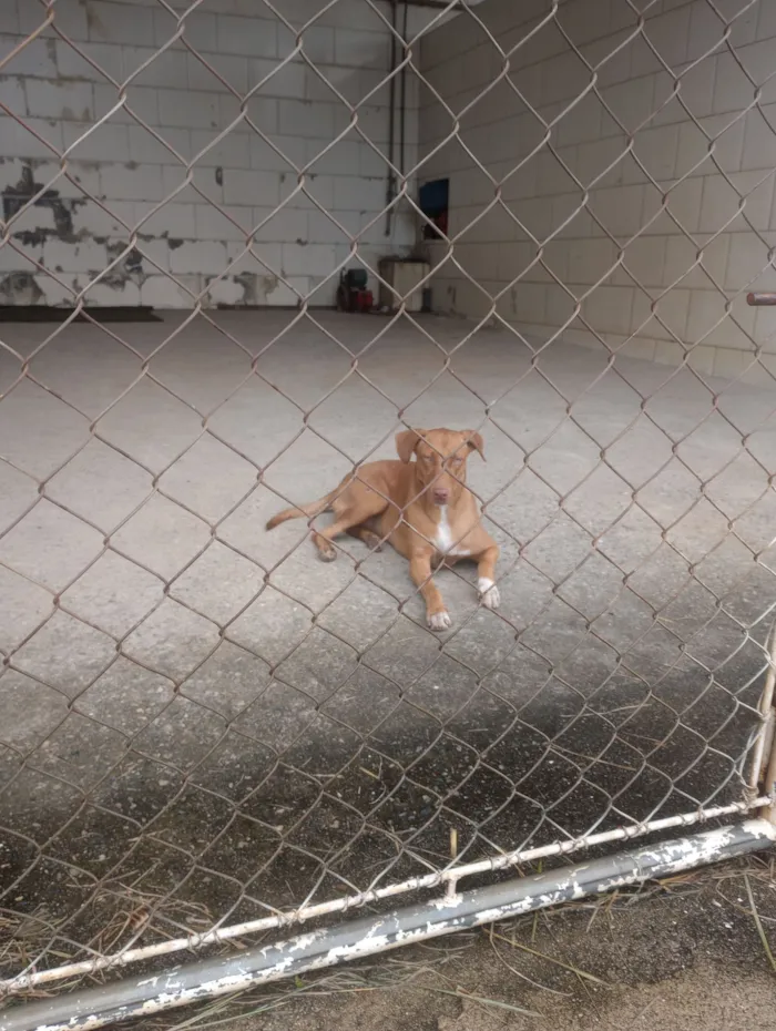 Cachorro raça Pit-Bull idade 1 ano nome Não possui 