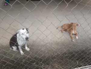 Cachorro raça Pit-Bull idade 1 ano nome Não possui 