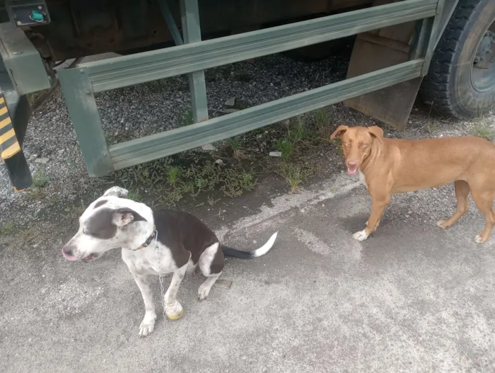 Cachorro raça Pit-Bull idade 1 ano nome Não possui 