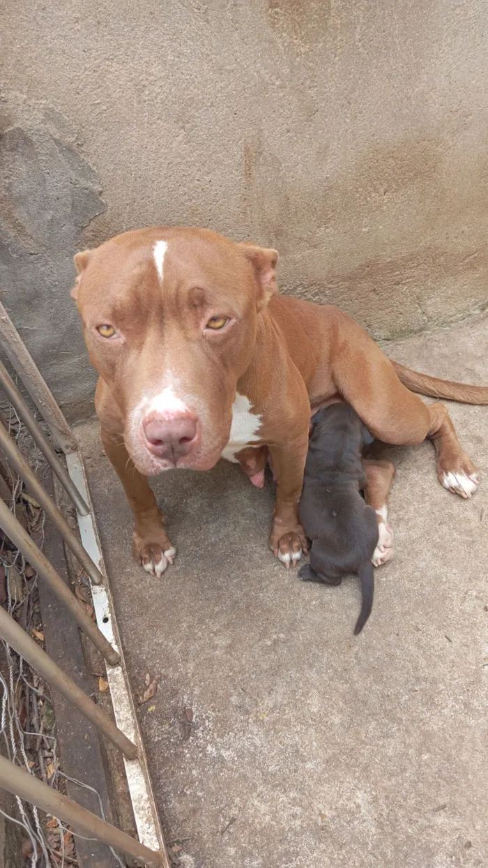Cachorro raça Pit-Bull idade Abaixo de 2 meses nome Frederica 