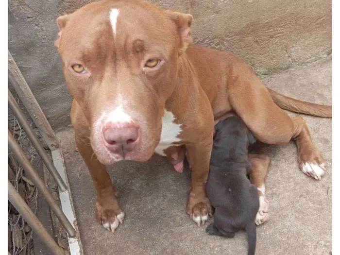 Cachorro raça Pit-Bull idade Abaixo de 2 meses nome Frederica 