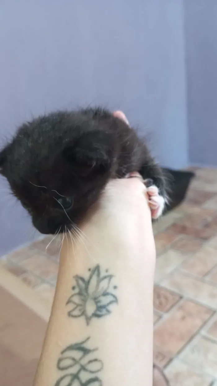 Gato raça SRD-ViraLata idade 2 a 6 meses nome Botinhas brancas 