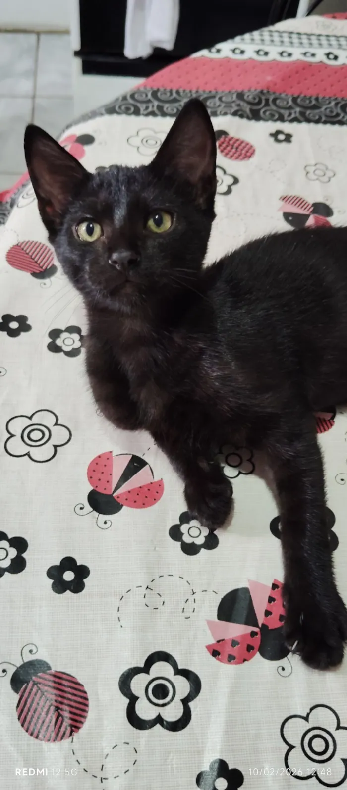 Gato raça SRD-ViraLata idade 2 a 6 meses nome Banguelo