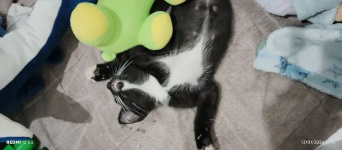 Gato raça SRD-ViraLata idade 2 a 6 meses nome Lily