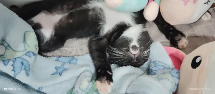 Gato raça SRD-ViraLata idade 2 a 6 meses nome Lily