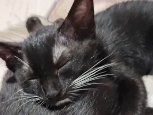 Gato raça SRD-ViraLata idade 2 a 6 meses nome Lily