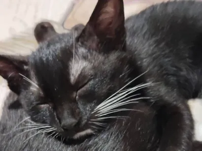 Gato raça SRD-ViraLata idade 2 a 6 meses nome Lily