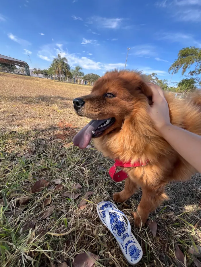 Cachorro raça Chow Chow idade 2 a 6 meses nome Pandora 