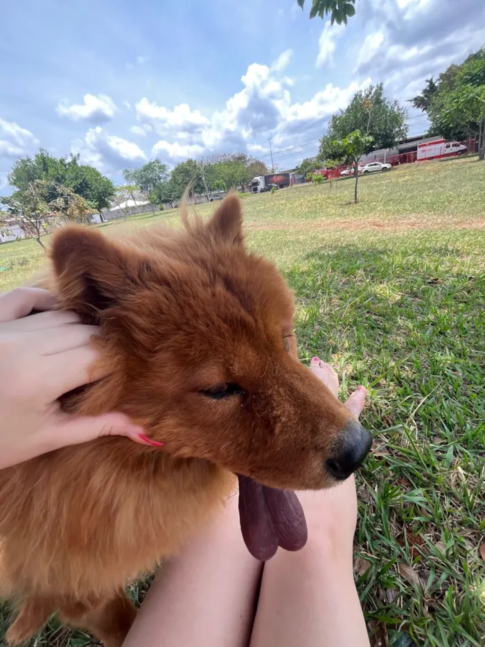 Cachorro raça Chow Chow idade 2 a 6 meses nome Pandora 