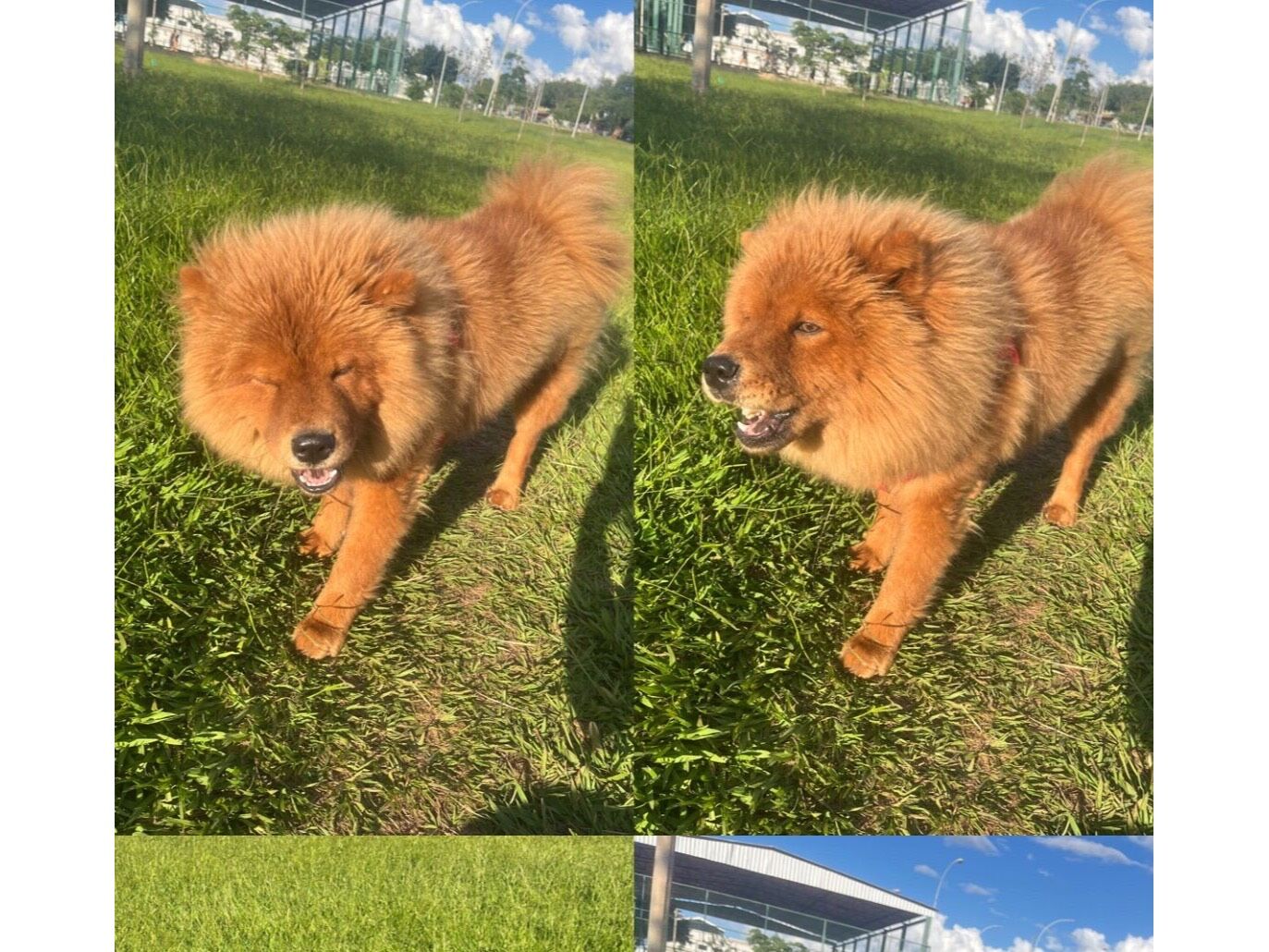 Cachorro raça Chow Chow idade 2 a 6 meses nome Pandora 