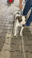 Cachorro raça SRD-ViraLata idade 2 anos nome Chico