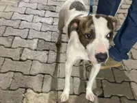 Cachorro raça SRD-ViraLata idade 2 anos nome Chico