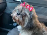 Cachorro raça Shitzu idade 6 ou mais anos nome Neguinha 