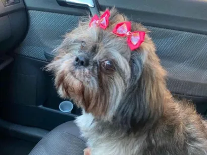 Cachorro raça Shitzu idade 6 ou mais anos nome Neguinha 