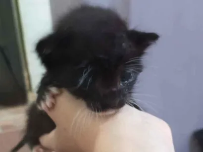 Gato raça SRD-ViraLata idade 2 a 6 meses nome Botinhas brancas 