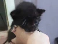 Gato raça SRD-ViraLata idade 2 a 6 meses nome Botinhas brancas 