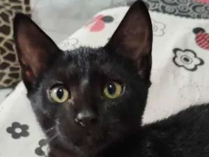 Gato raça SRD-ViraLata idade 2 a 6 meses nome Banguelo