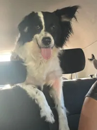 Cachorro raça SRD-ViraLata idade 3 anos nome Snoop 