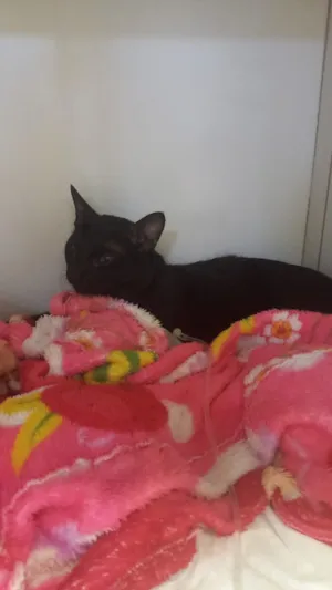 Gato raça SRD-ViraLata idade 1 ano nome Bento