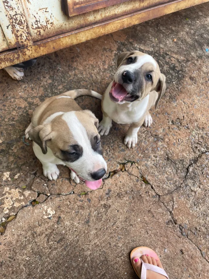 Cachorro raça SRD-ViraLata idade 2 a 6 meses nome Caramelo e betove 