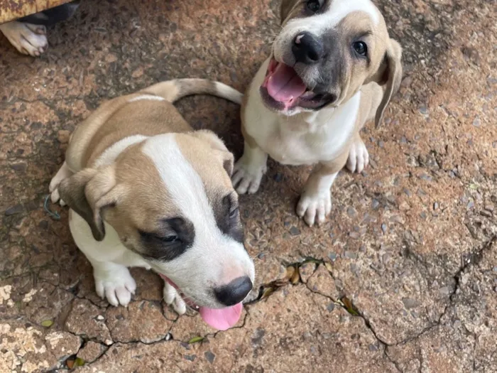 Cachorro raça SRD-ViraLata idade 2 a 6 meses nome Caramelo e betove 