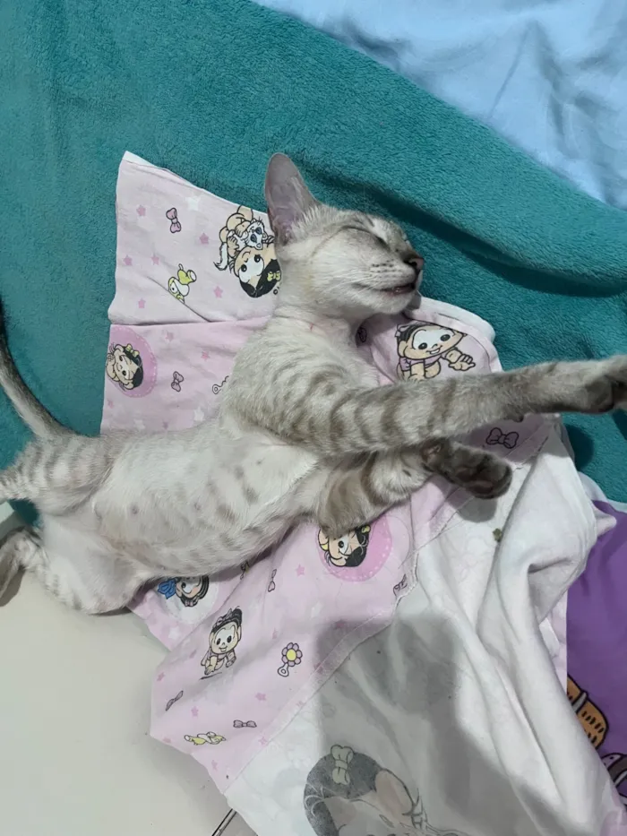 Gato raça SRD-ViraLata idade 7 a 11 meses nome Mel