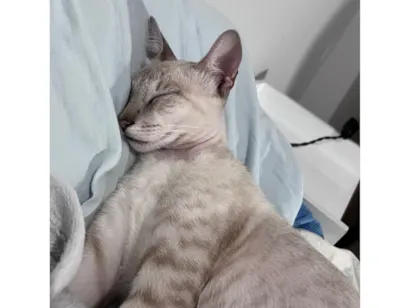 Gato raça SRD-ViraLata idade 7 a 11 meses nome Mel