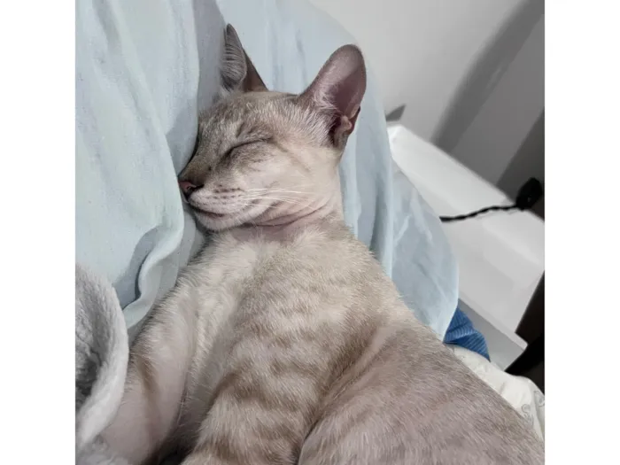 Gato raça SRD-ViraLata idade 7 a 11 meses nome Mel