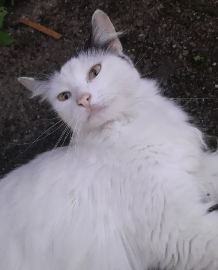 Gato raça SRD-ViraLata idade 2 anos nome sem nome 