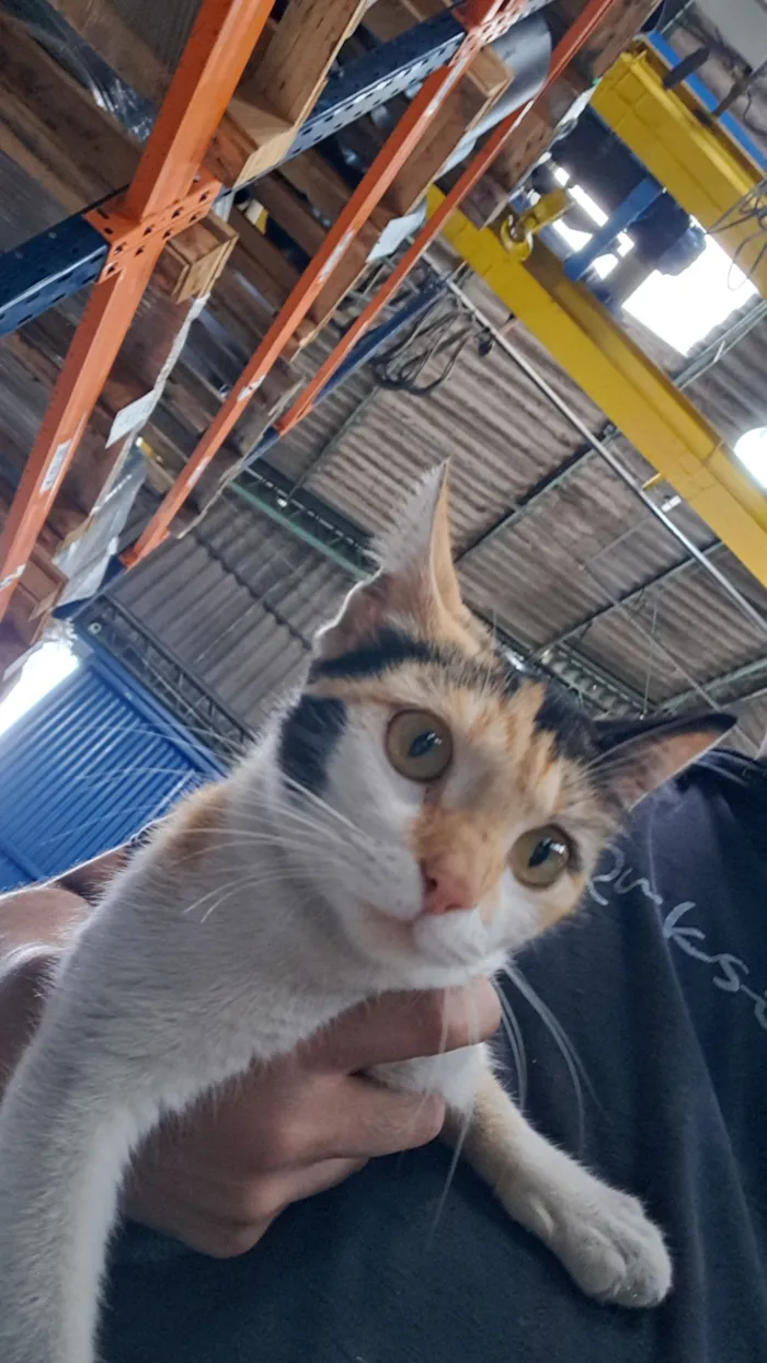 Gato raça Exótico idade 7 a 11 meses nome Chiquinha