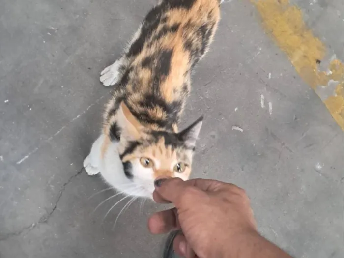 Gato raça Exótico idade 7 a 11 meses nome Chiquinha